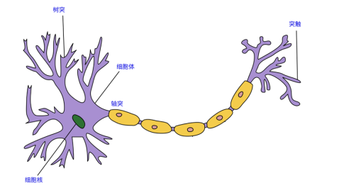 人脑中的一根神经元